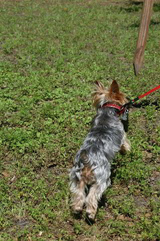 Yorkshire-Terrier-Pictures-30