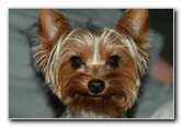 Yorkshire Terrier (AKA Yorkie) Puppy Dog Pictures