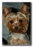 Yorkshire-Terrier-Pictures-05