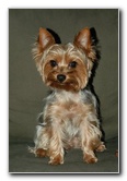 Yorkshire-Terrier-Pictures-10