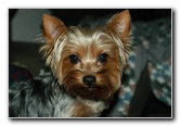 Yorkshire-Terrier-Pictures-12