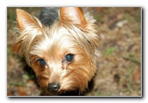 Yorkshire-Terrier-Pictures-20