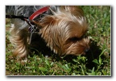 Yorkshire-Terrier-Pictures-22