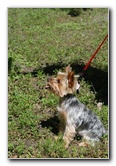 Yorkshire-Terrier-Pictures-27